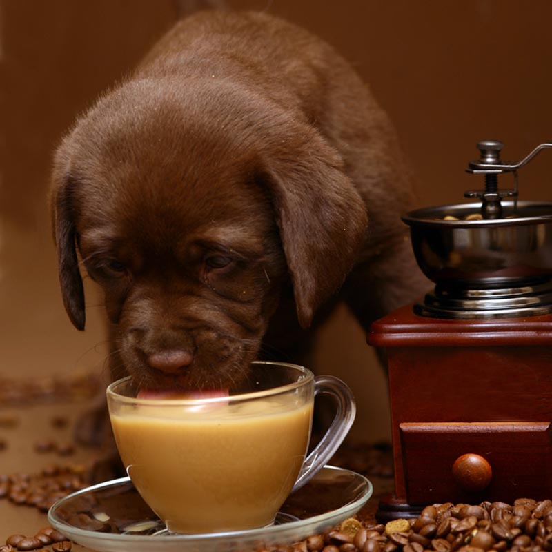 Dog Drinking Coffee